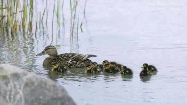 Mom Her Young Little Ducks Swimming Closely Shore Balaton Lake — Video Stock