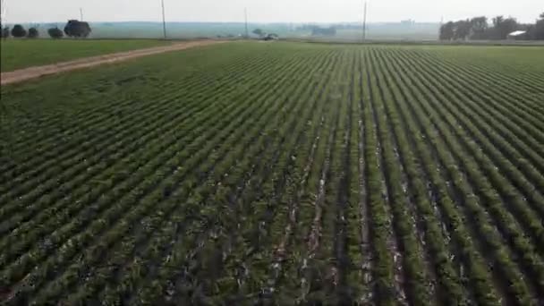 Speeding Soybean Field Hot Summer Day Midwest — стоковое видео