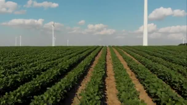 Aerial Video Flying Soybean Rows Reveal Wind Turbine Farm — Stock Video