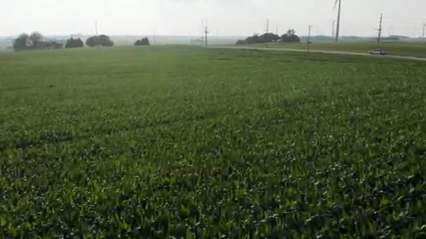 Flying Green Field Seed Corn Iowa Summer Day — Vídeo de stock