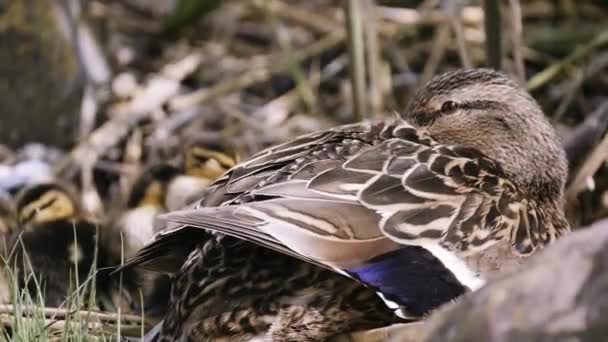 Mom Her Little Ducks Relaxing Something Frightens Them — Stok Video