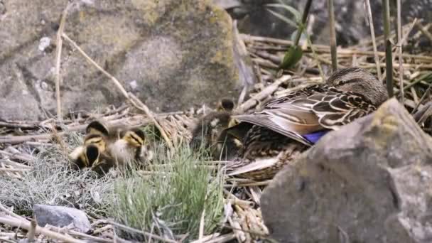 Young Little Ducks Mom Resting Peaceful Shore Zamardi Ferry Terminal — Stock videók
