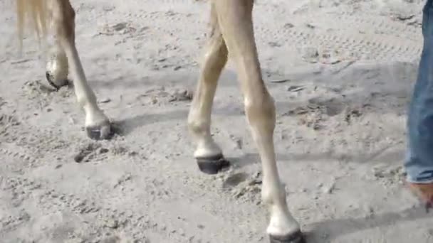 White Brown Horse Walking Its Owner White Sand Beach Leaving — Αρχείο Βίντεο