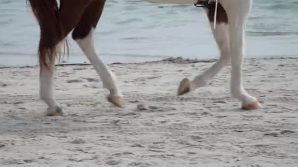 Legs White Brown Adult Horse Walking White Sand Beach Summer — Αρχείο Βίντεο