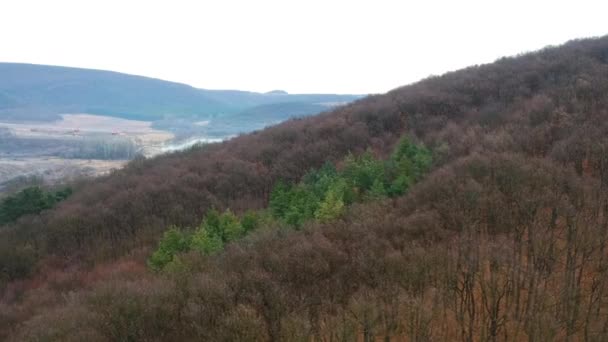 Aerial Footage Approaching Group Pine Trees Hill Side Mountains Background — Stock Video