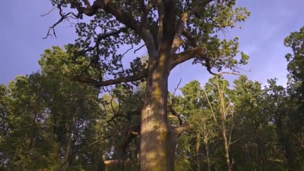 Camera Panning Big Oak Tree Sweden Golden Hour Beautiful Light — Stockvideo