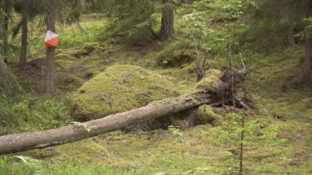 Orienteering Checkpoint Pine Forest Sweden Part Trail Running Sport Navigation – stockvideo