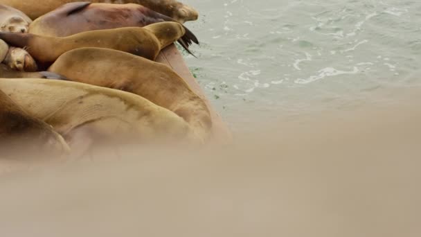 Two Lovely Cute Friendly Sea Lions Sleeping Together Slowmotion Dock — Wideo stockowe