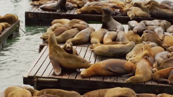 Sea Lion Playing Lots Cute Friendly Sea Lions Sleeping Slowmotion — Stok video