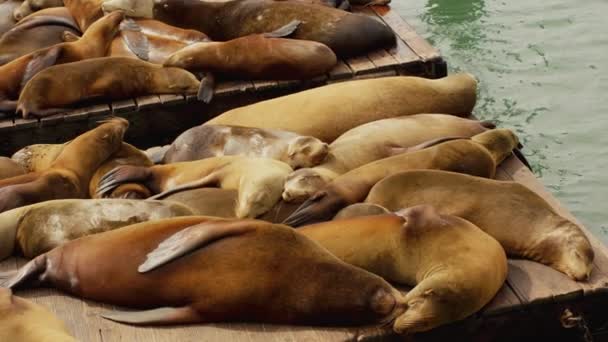 Lots Cute Friendly Sea Lions Sleeping Slowmotion Dock Water Harbor — Stock Video