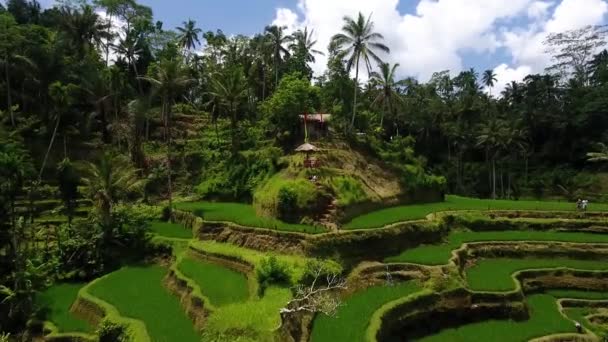 Drone Shot Amazing Composition Hut Center Rice Terraces Ubud Bali — Vídeo de Stock