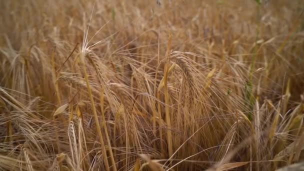 Slow Motion Shot Pushing Barley Wheat Panning Ready Harvested Farmer — Stockvideo