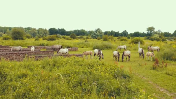 Lot Horses Eating Grass Nature — Stock video