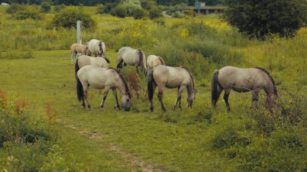 Lot Horses Eating Grass Together — Stockvideo
