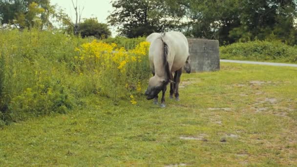 Two Horses Eating Grass Nature — Video Stock