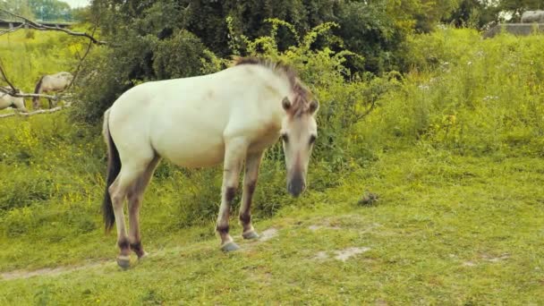 Horse Eating Grass Looking Camera Nature — Stock Video