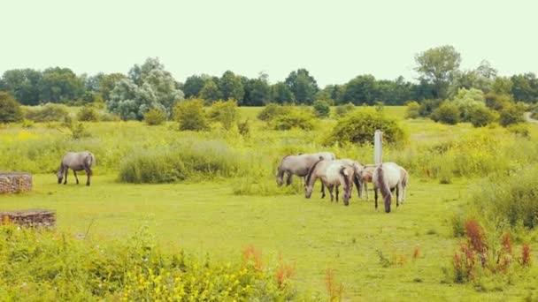 Group Horses Eating Grass Nature One Separate Group — Stock video