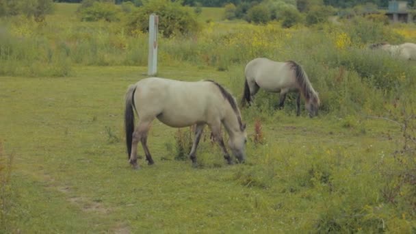 Two Horses Eating Grass Netherlands Durning Summer — Stockvideo