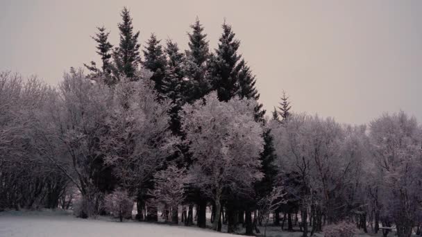 Fresh Snow Nicely Alligned Trees Shot Sony A7Iii — Video