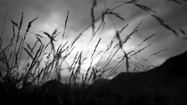 Camera Moves Grass Show Man Silhouette Walking Lonely Road Mountains — ストック動画