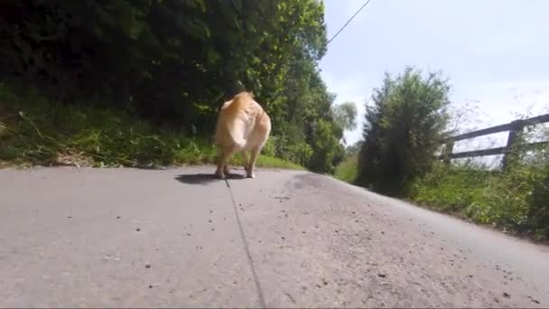 Slow Motion Low Angle Unique New Bread Goldendoodle Walking Leash — Vídeo de Stock