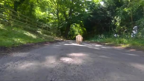 Slow Motion Low Angle Unique New Bread Goldendoodle Walking Leash — Vídeo de Stock