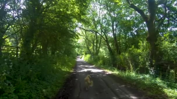 Slow Motion Unique New Bread Goldendoodle Walking Leash Lead Summer — Vídeo de Stock