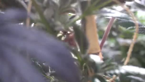 Handheld Close Cannabis Breeze Weed Plant Seems Strain Indica Sativa — Video Stock