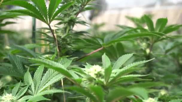 Cannabis Breeze Weed Plant Seems Strain Indica Sativa Hybrid Deep — Αρχείο Βίντεο