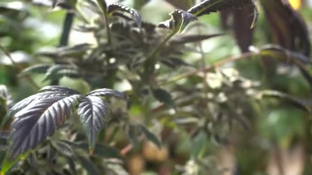 Handheld Close Cannabis Breeze Weed Plant Seems Strain Indica Sativa — Video Stock