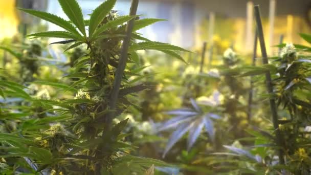 Handheld Close Cannabis Breeze Weed Plant Seems Strain Indica Sativa — Vídeo de Stock