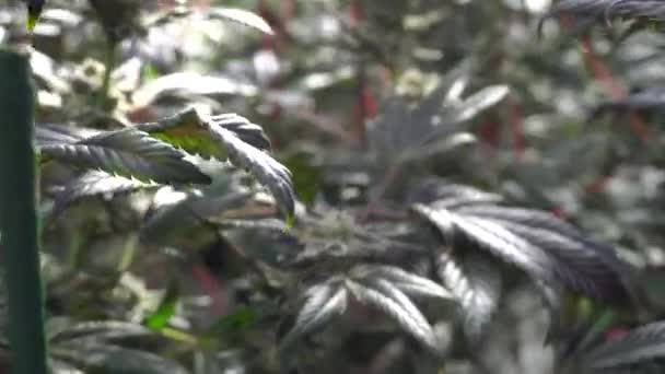Handheld Close Cannabis Breeze Weed Plant Seems Strain Indica Sativa — Αρχείο Βίντεο