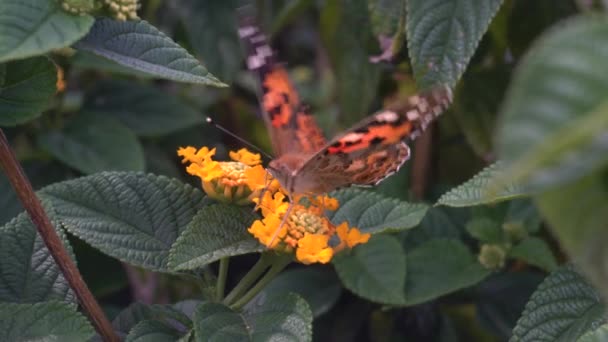 Video Shows Closeup Butterfly Flower Bush — ストック動画