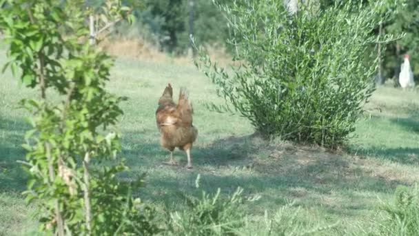 Golden Brown Chicken Well Maintained Garden Southern Europe — Stock videók