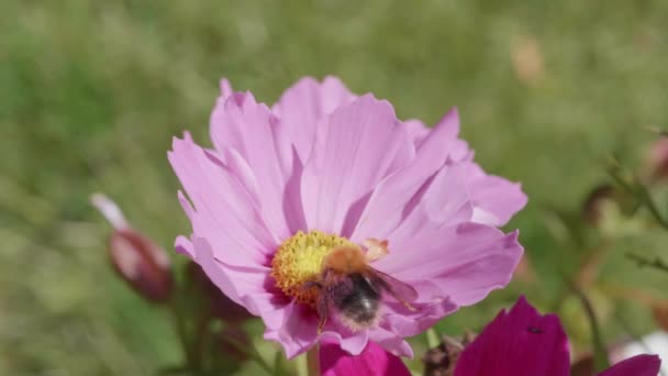 Bumblebee Lands Pink Tickseed Flies Away 60Fps — Stockvideo