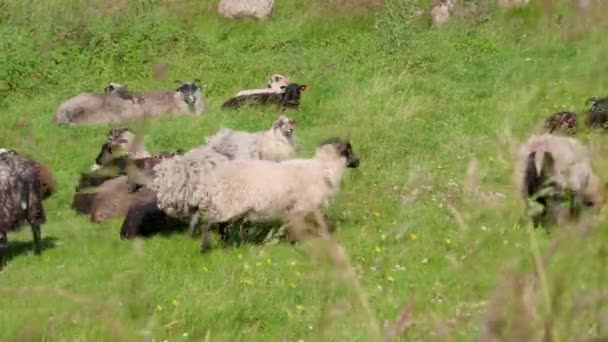 Wild Sheep Walking Stops Eat Grass 60Fps — Vídeos de Stock
