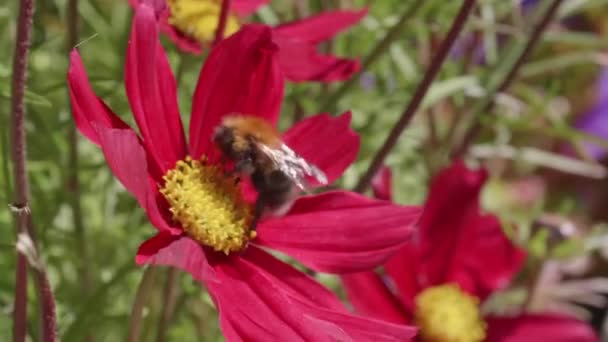 Bumblebee Lands Red Tickseed Flies Away 60Fps — стоковое видео