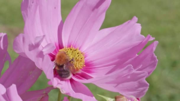 Bumblebee Lands Pink Tickseed Flies Away 60Fps — Wideo stockowe