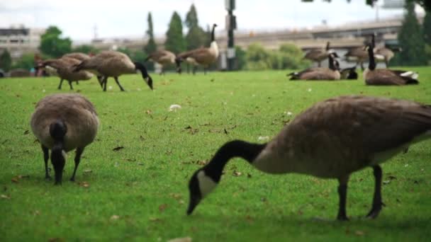 Flocks Geese Feeding Banks Willamette River Portland Oregon — Stockvideo