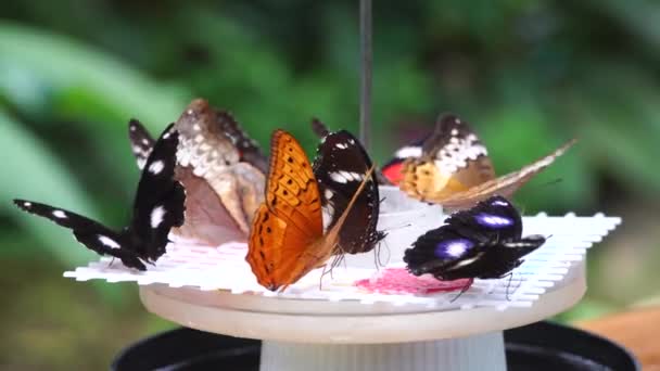 Colourful Butterflies Kuranda Butterfly Sanctuary — Stockvideo