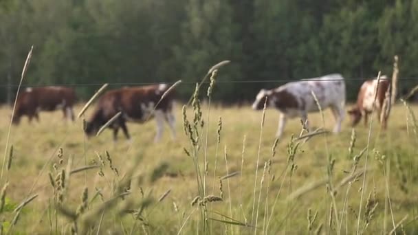 Few Cows Eating Grass Slow Motion Field Grass Our Focus — Stockvideo