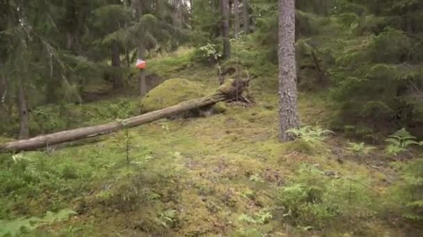 Running Orienteering Control Forest — Wideo stockowe