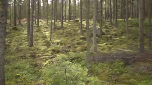 Running Pine Forest Green Ground Sunny Sky — Video Stock