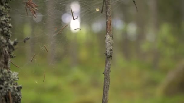 Close Shot Spiderweb Scandinavian Forest — Stock Video
