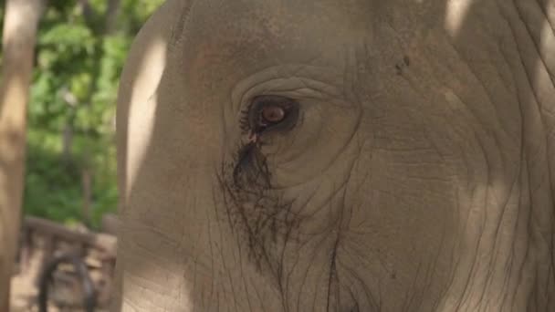 Eye Elephant Camera Filming Slow Motion Close — Stockvideo