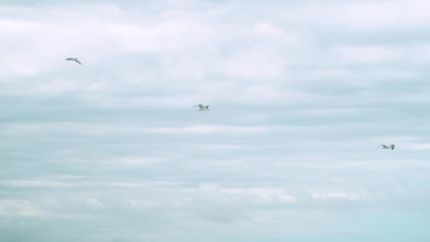 Seagulls Flying Slow Motion Sea Cornwall Bude England Flying Cloudy — стокове відео