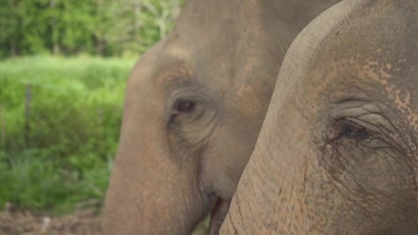 Two Elephants Standing Next Each Other Close Shot Heads Faces — Vídeo de Stock