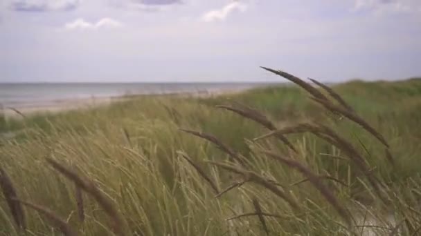 Reed Sand Grass Waving Wind Empty Beach Scandinavia — Vídeos de Stock