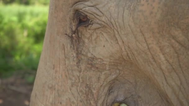 Big Elephant Female Eating Close Shot — Vídeos de Stock