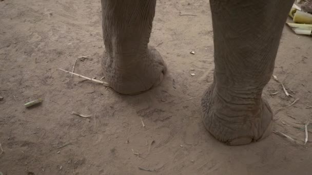 Feet Elephant — Stock video